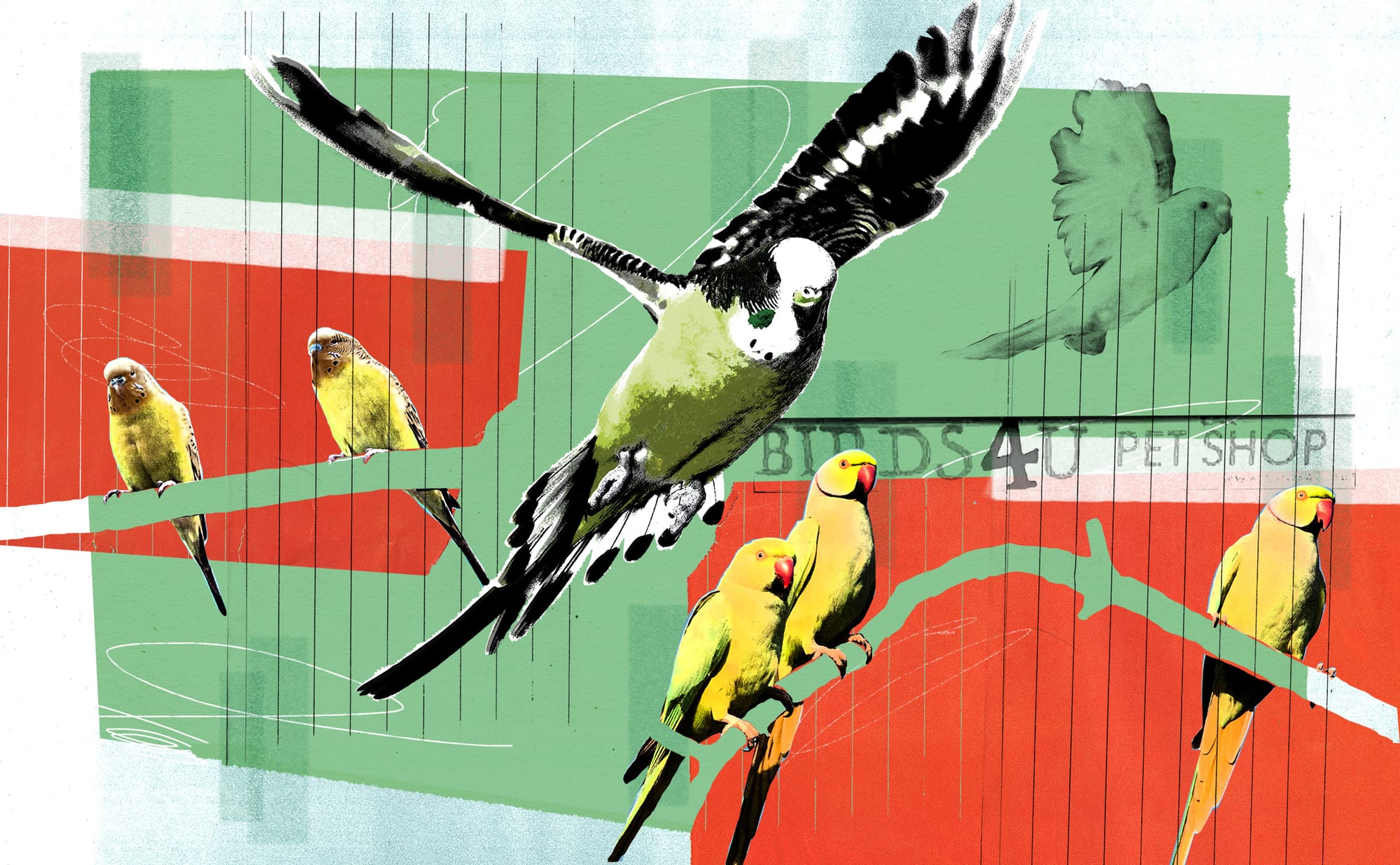 ‘A horror story’: the pet shop in Aston ruffling feathers