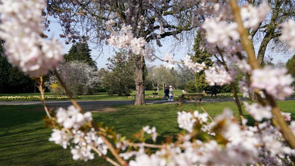 A town ringed by blossom