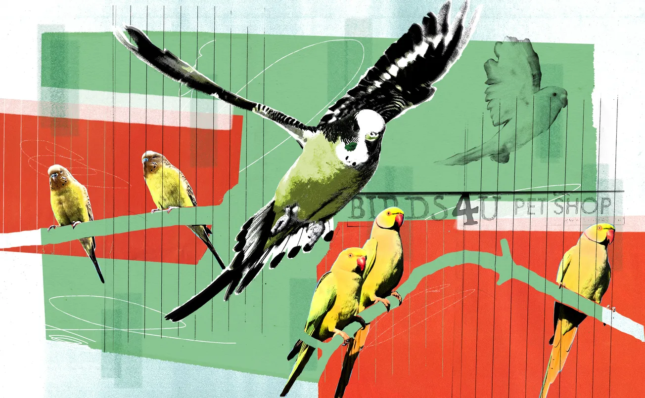 ‘A horror story’: the pet shop in Aston ruffling feathers